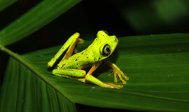 Natura Eco Park Night Walk – Wildlife Comes Alive at Night