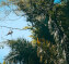 Caño Negro Wildlife Boat Tour