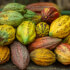 Coffee and Chocolate Tour (No transportation)