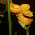 Natura Eco Park Night Walk – Wildlife Comes Alive at Night