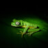 Natura Eco Park Night Walk – Wildlife Comes Alive at Night