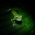 Natura Eco Park Night Walk – Wildlife Comes Alive at Night