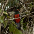 Caño Negro Wildlife Boat Tour