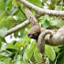 Safari Float on the Peñas Blancas River – Family Wildlife Tour in La Fortuna, Costa Rica
